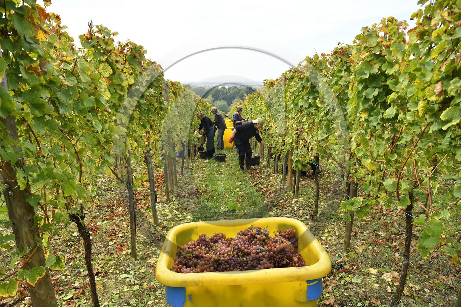 France, Dambach la Ville