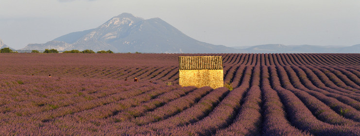 France, Valensole