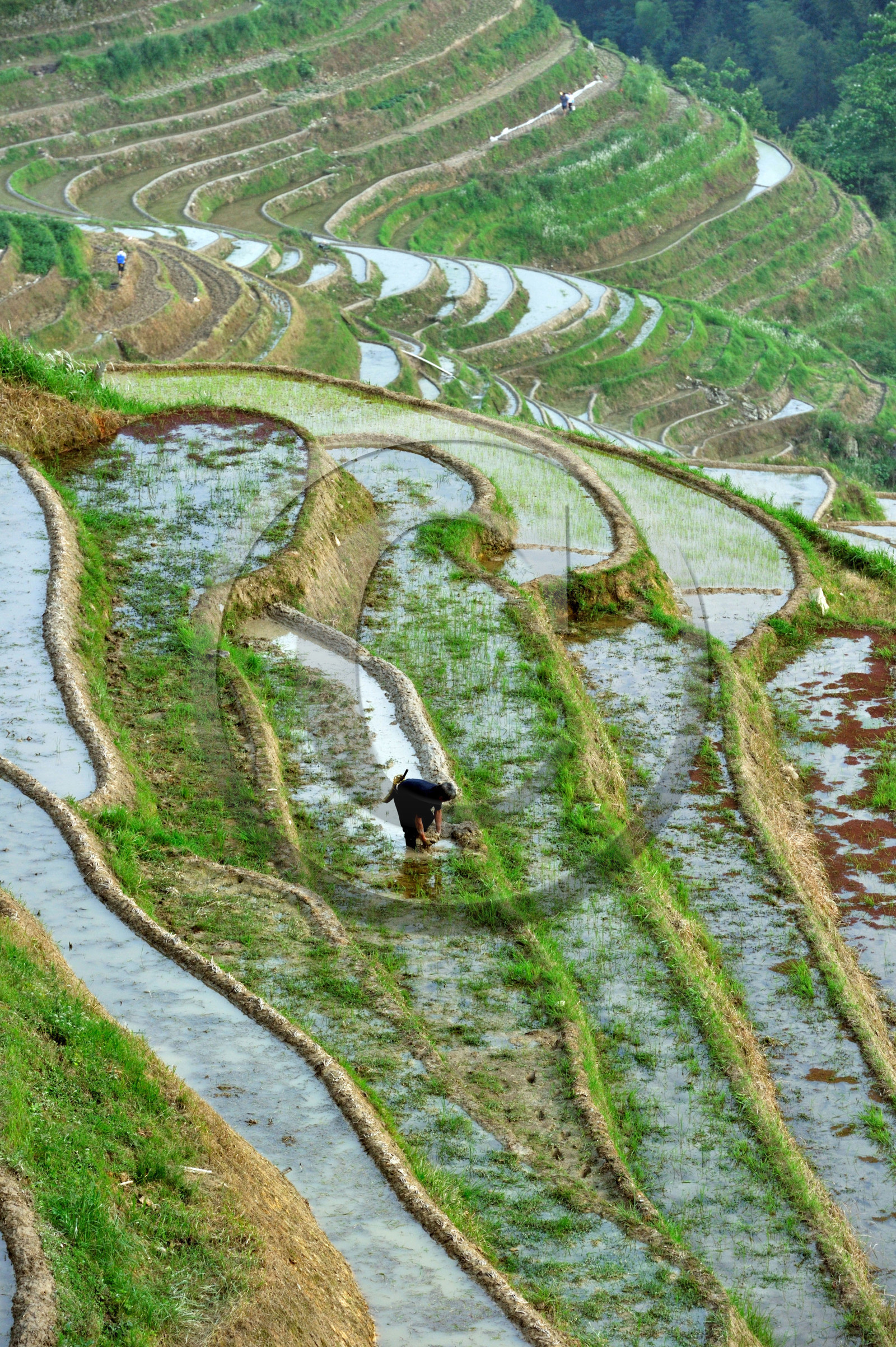 Chine, Longsheng