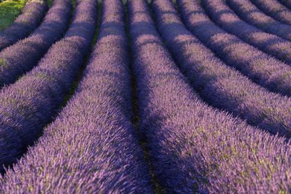 France, Valensole