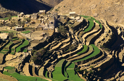 BOKUR. YEMEN