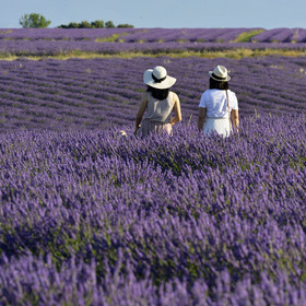 France, Valensole