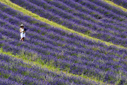 France, Valensole
