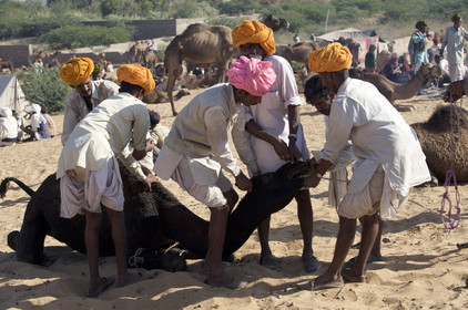 Inde, Pushkar