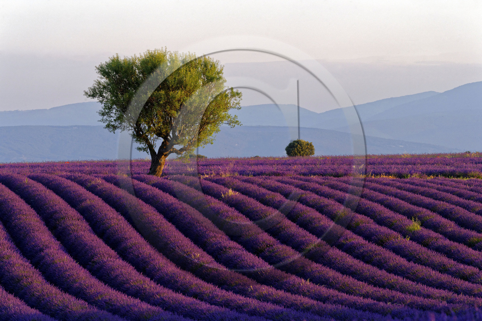 France, Valensole