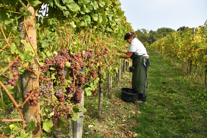 France, Dambach la Ville