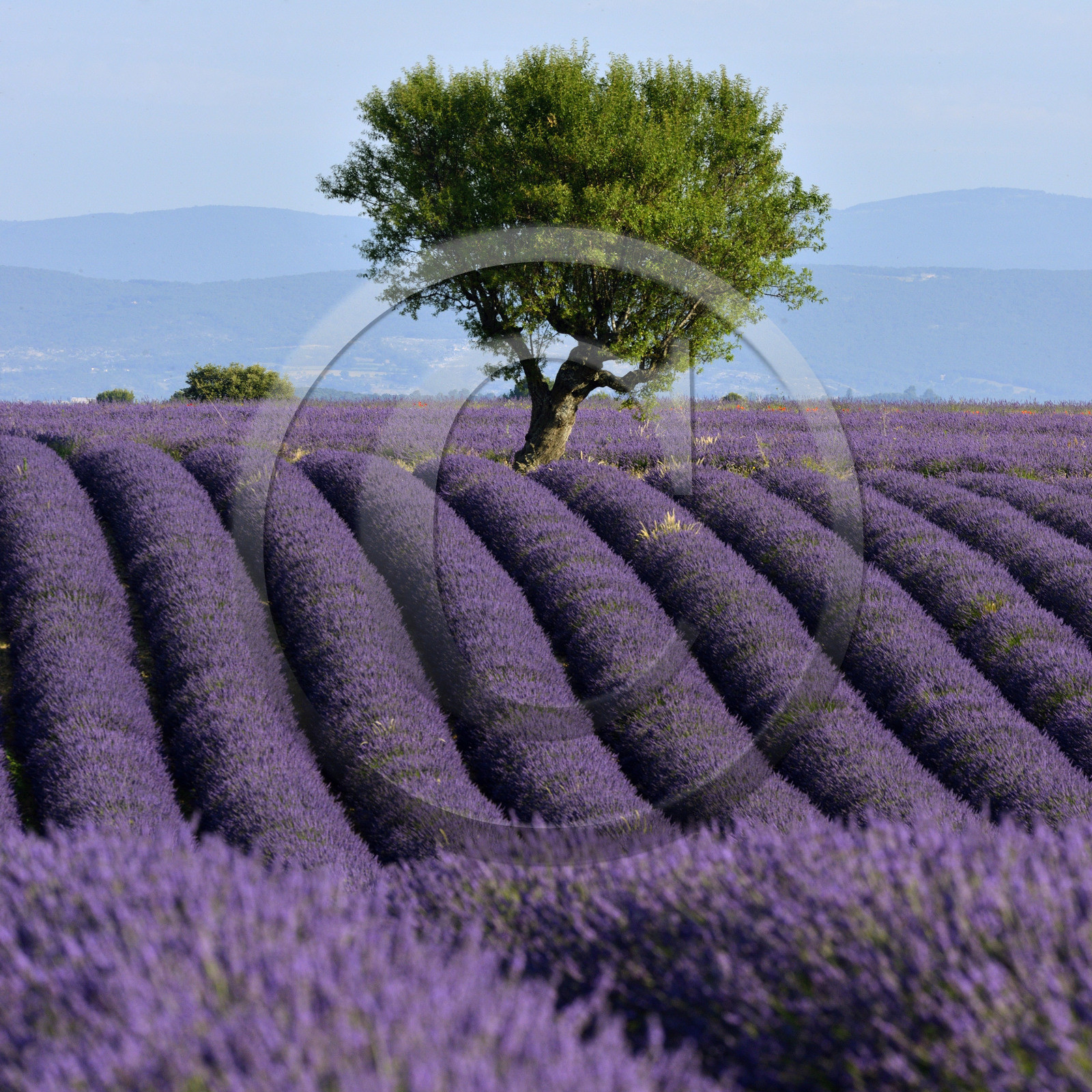 France, Valensole