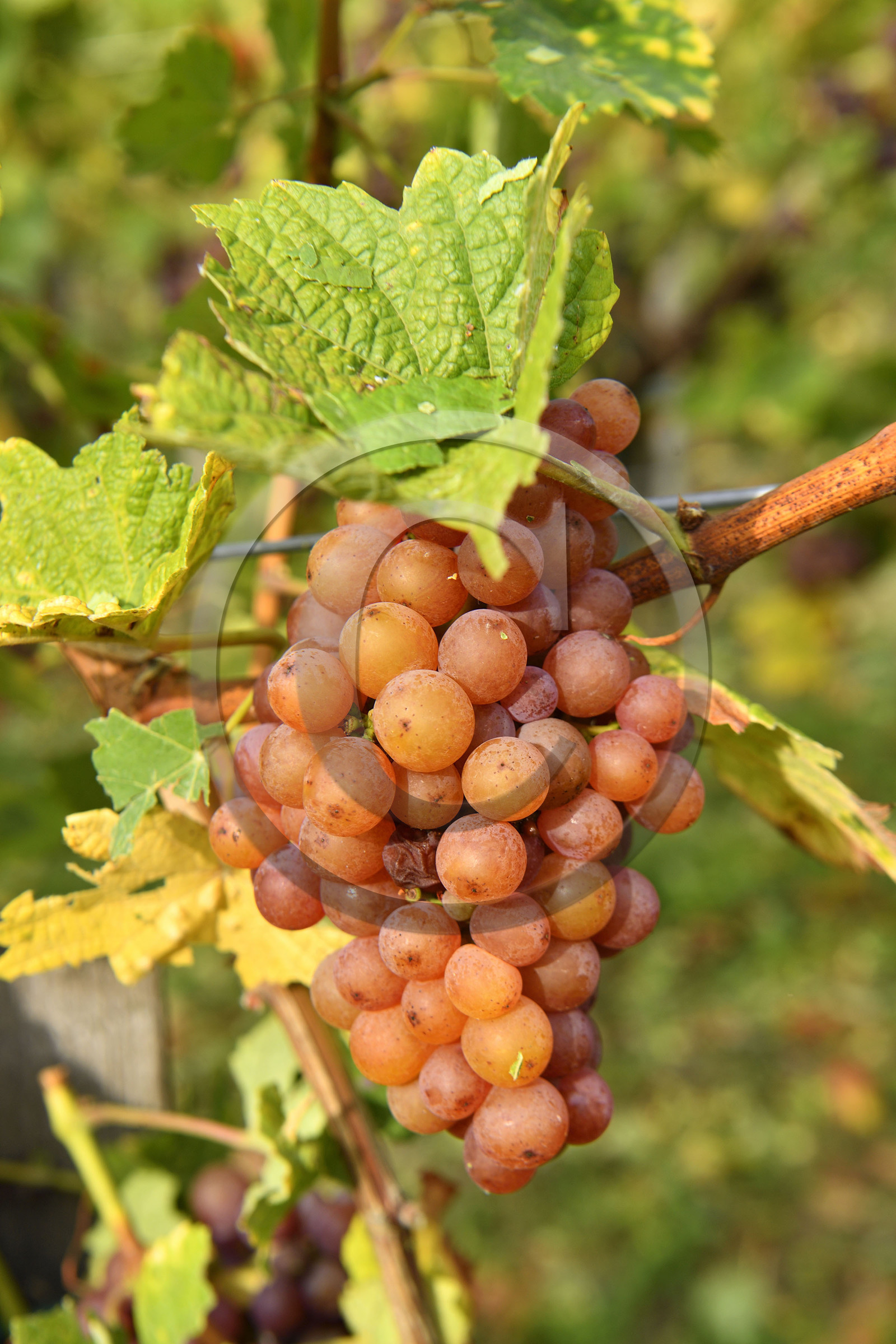 France, Dambach la Ville