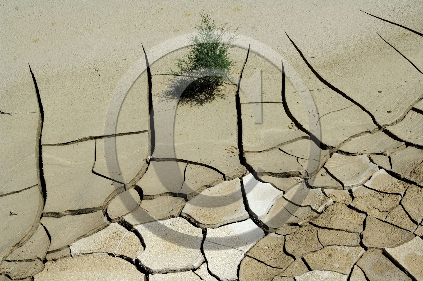 REGION DE LA MER MORTE. JORDANIE