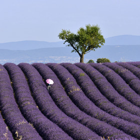 France, Valensole