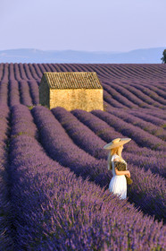France, Valensole