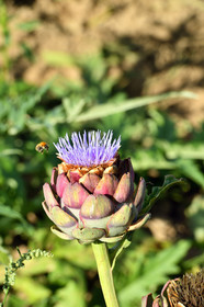 France, Plougrescant