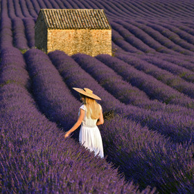 France, Valensole