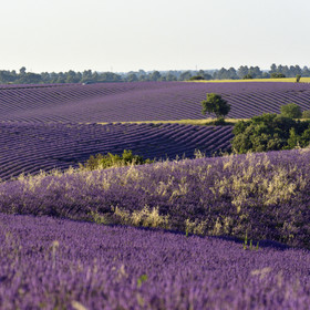 France, Valensole