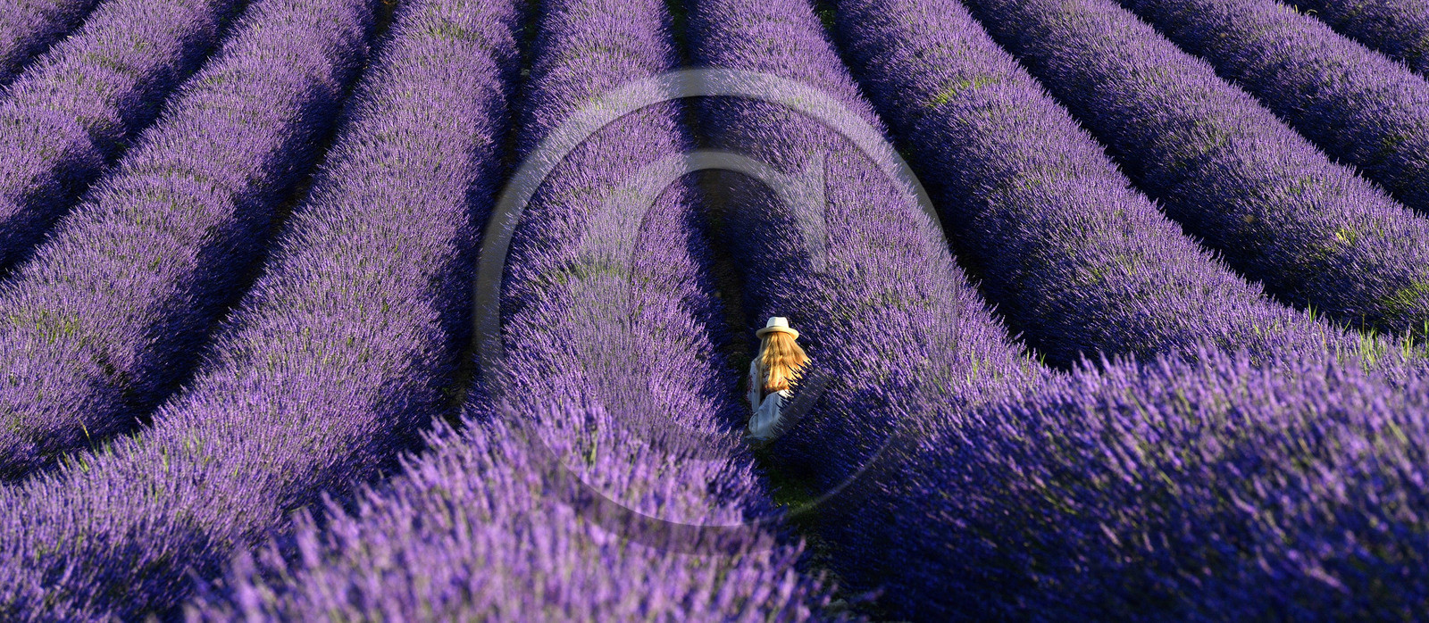 France, Valensole