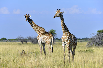 Namibie, Etosha