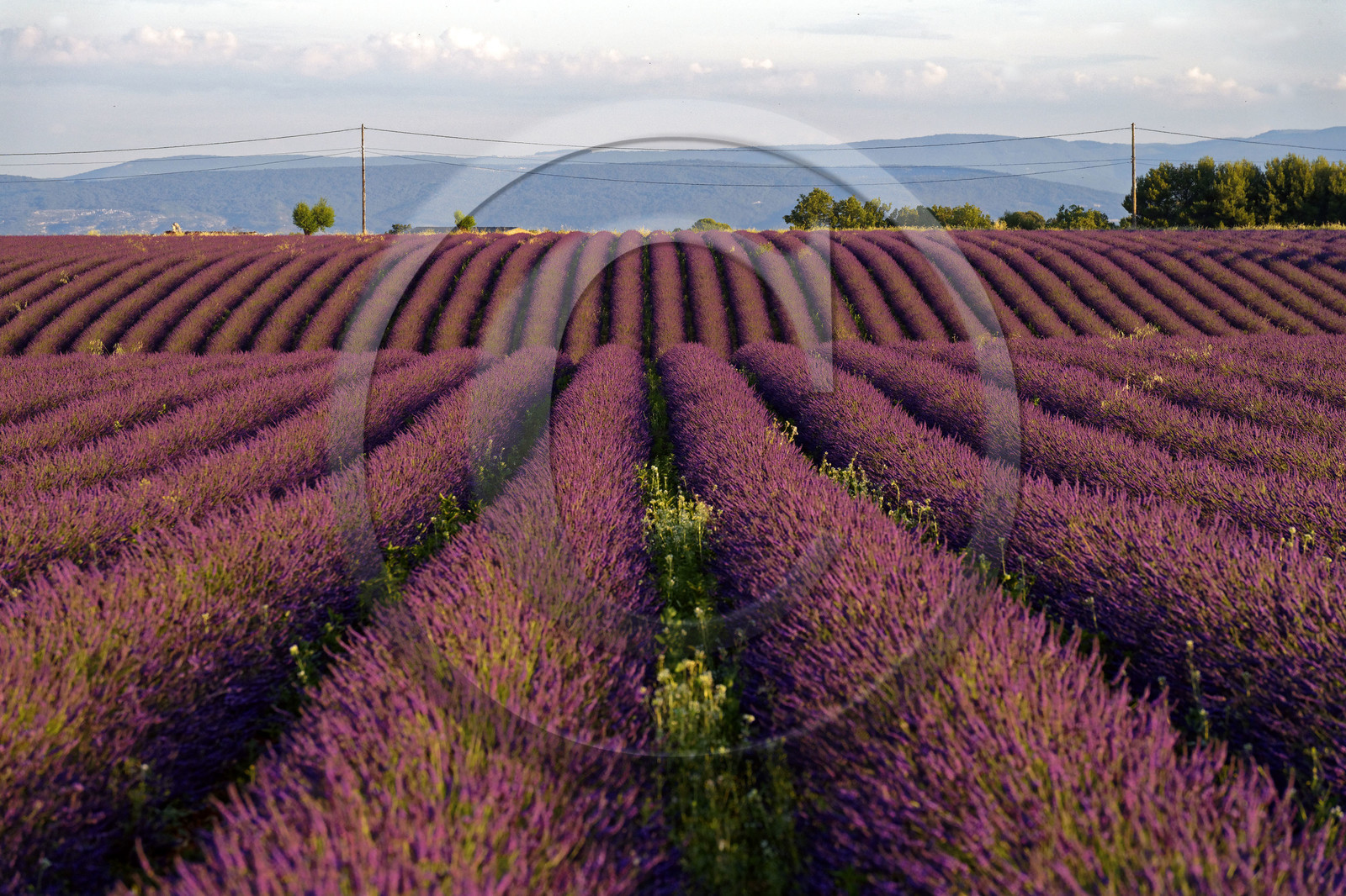 France, Valensole