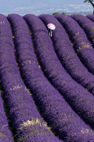 France, Valensole