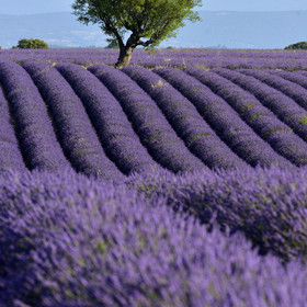 France, Valensole