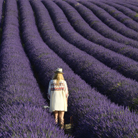 France, Valensole