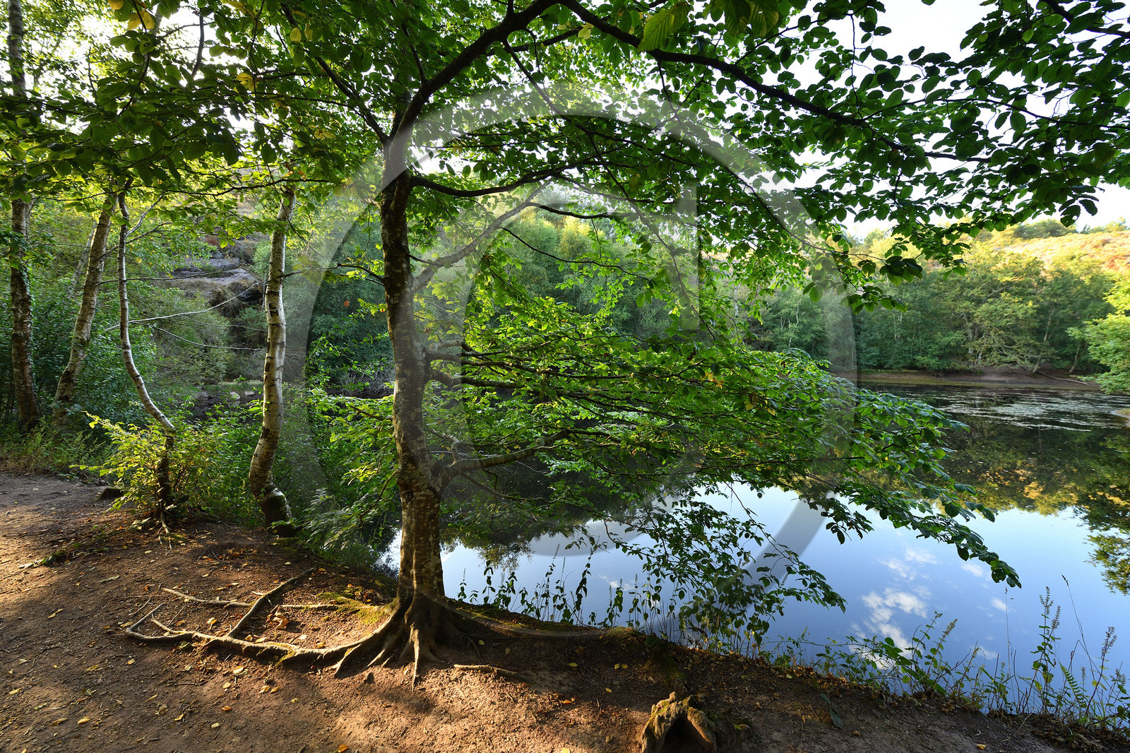 France, Brocéliande