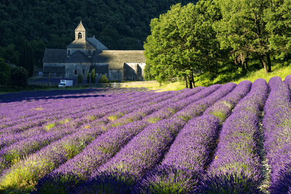 France, Senanque