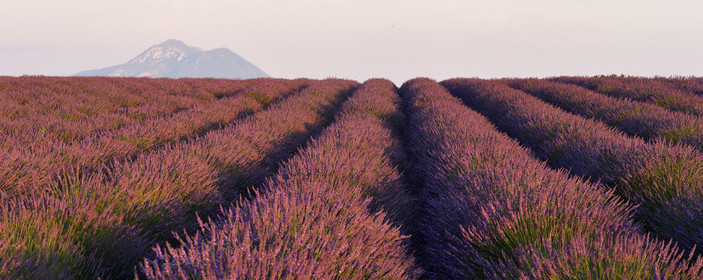 France, Valensole