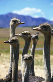 AFRIQUE DU SUD