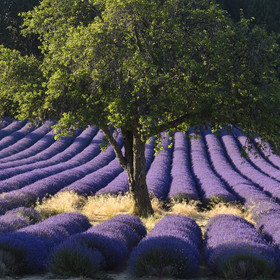 France, Sault