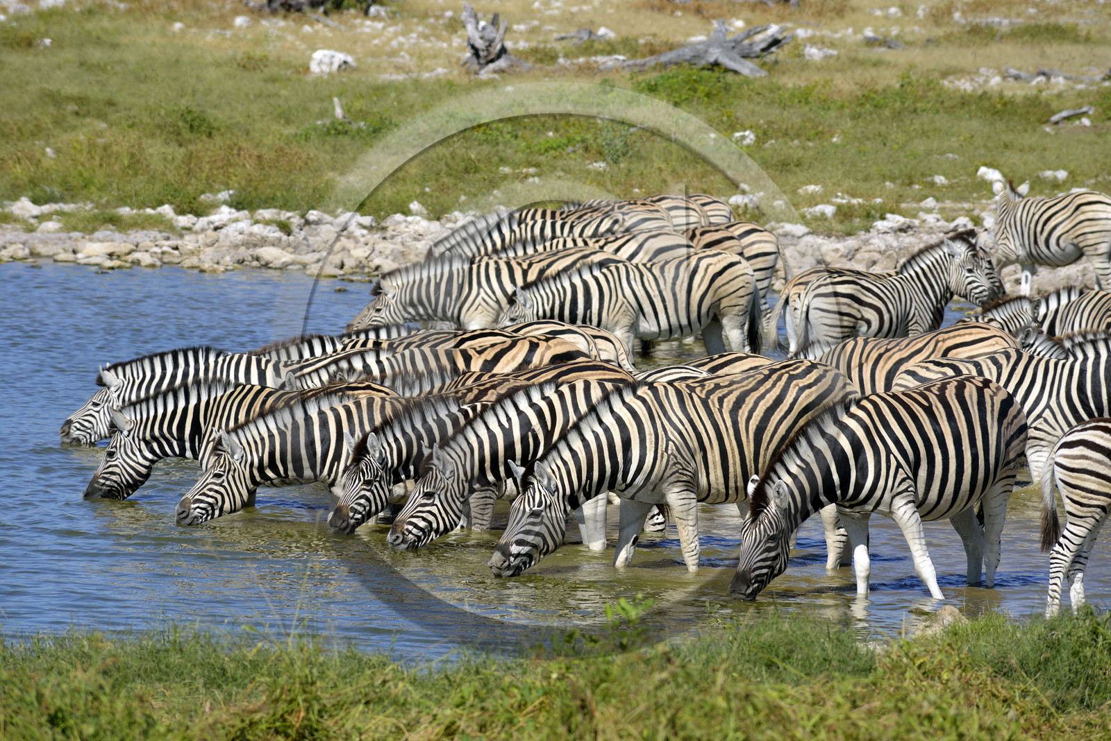 Namibie, Etosha