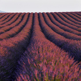 France, Valensole