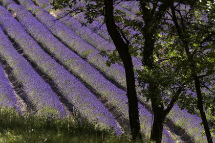 France, Senanque