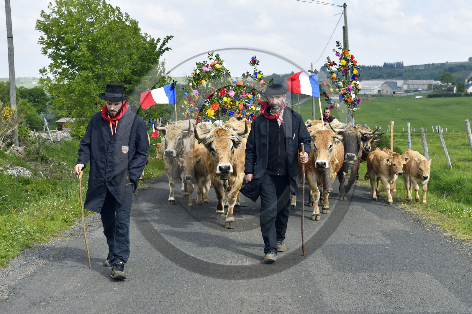 France, Aubrac