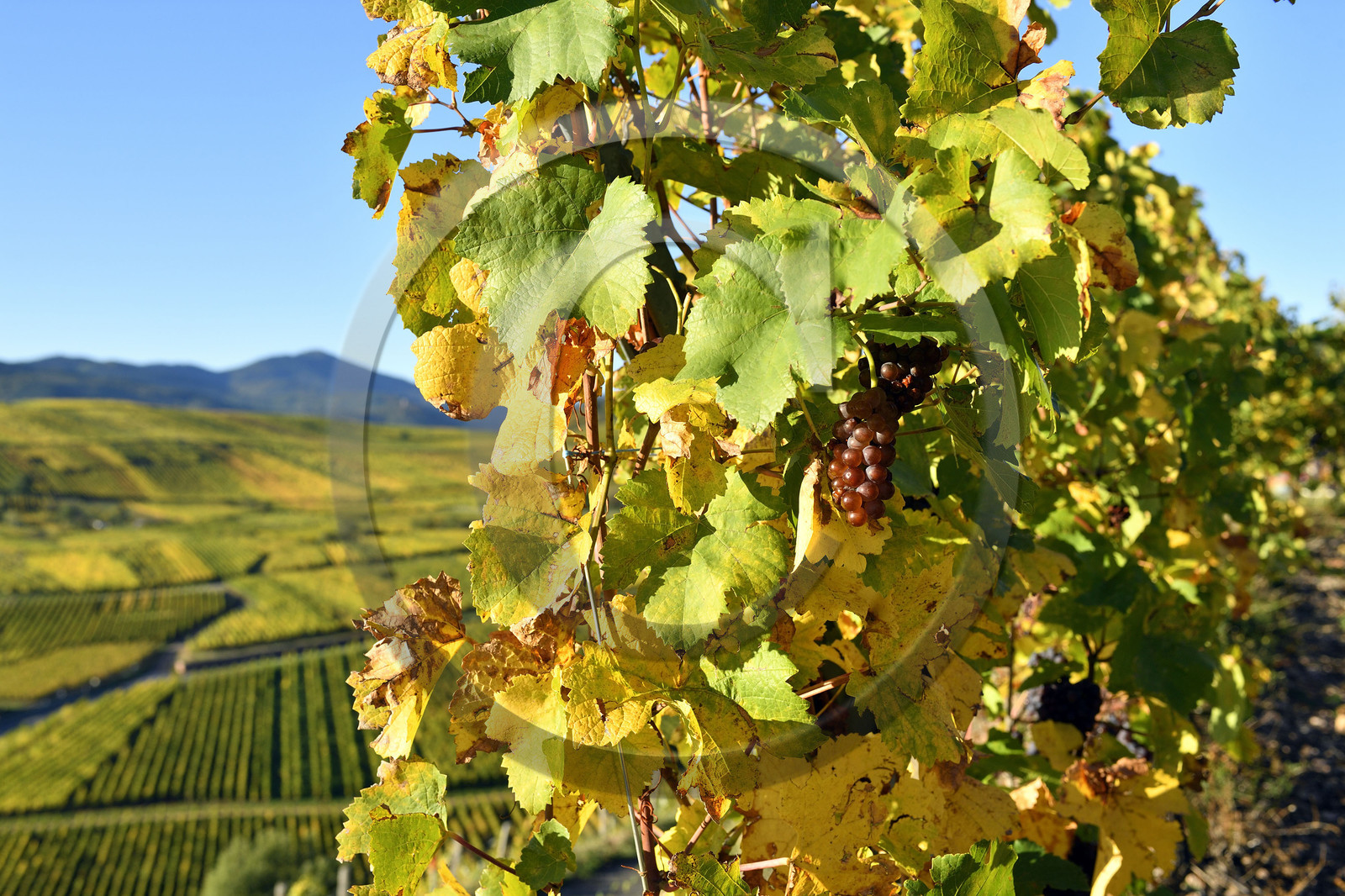 France, Niedermorschwihr