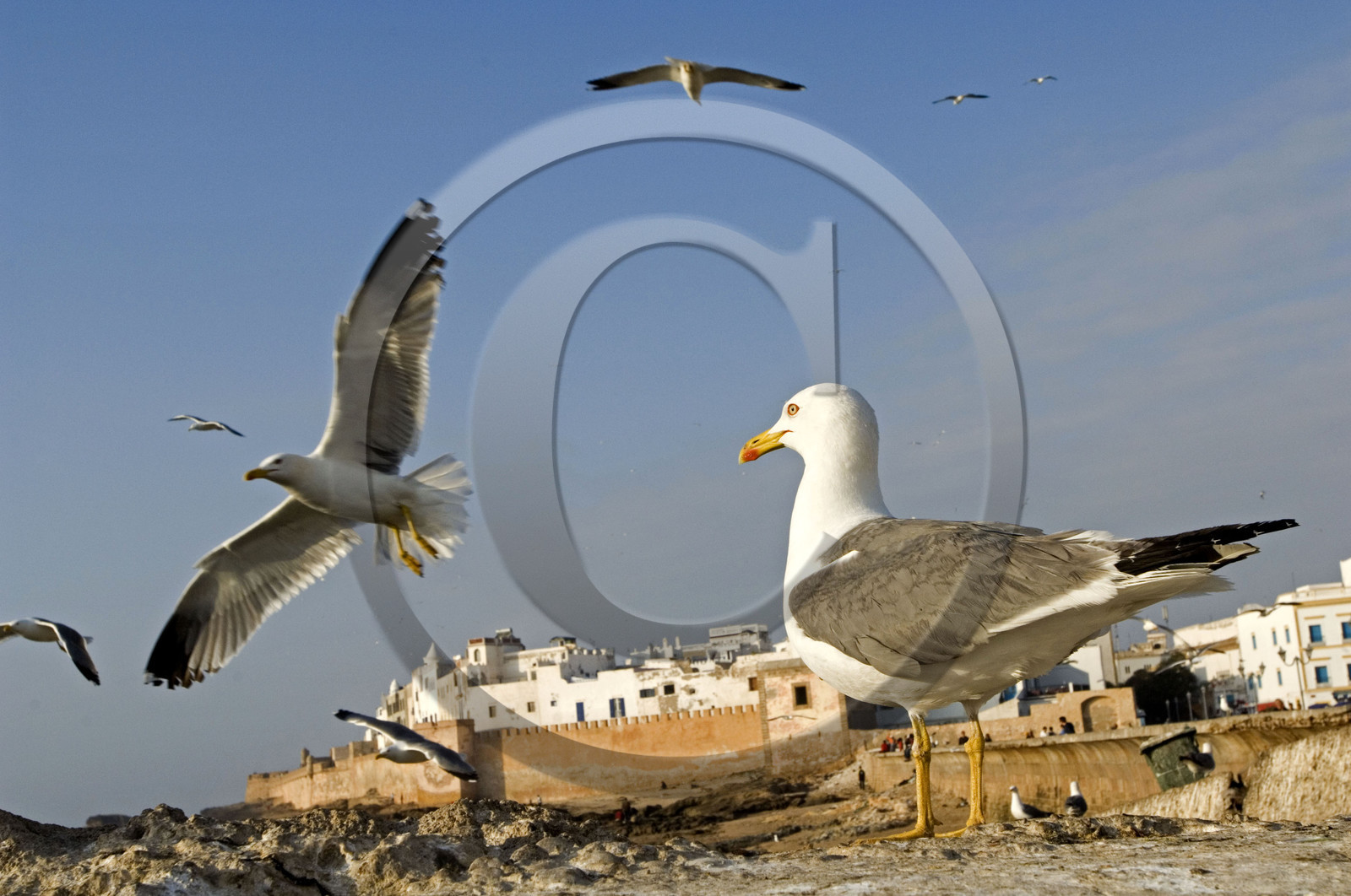 Essaouira, Maroc