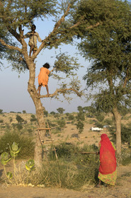 Inde, Rajasthan