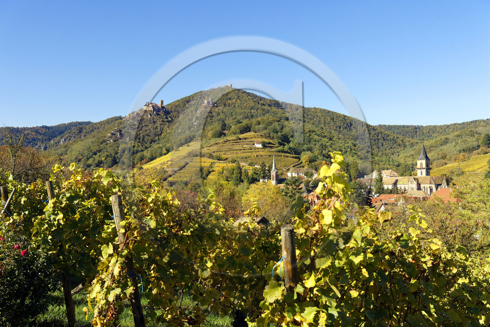 France, Ribeauville