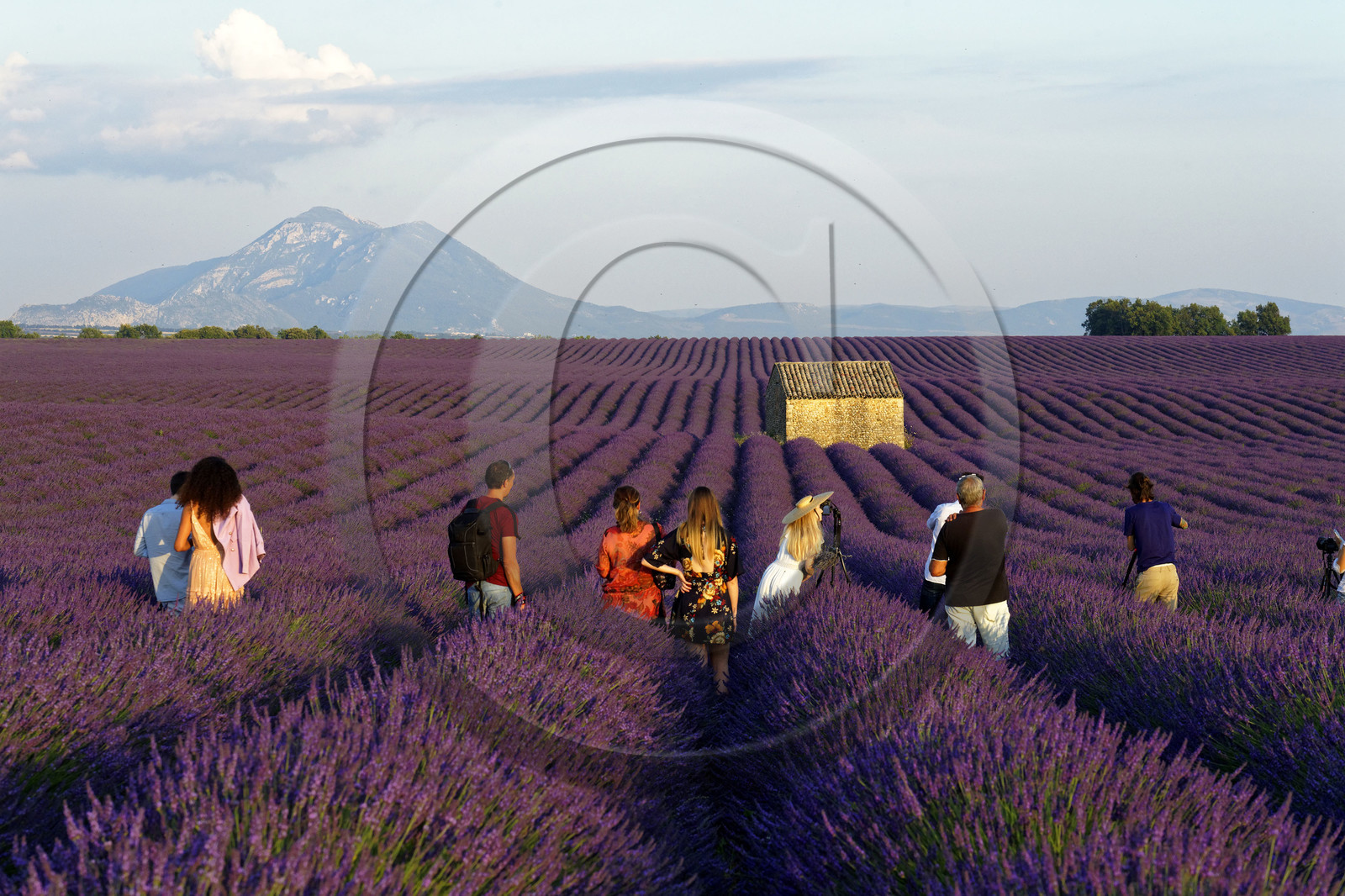 France, Valensole