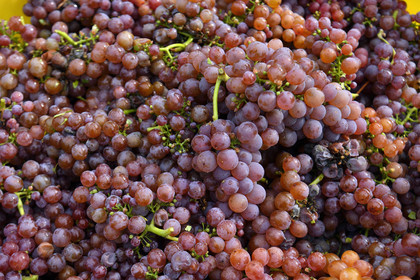 France, Dambach la Ville