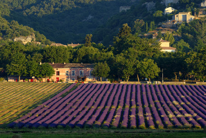 France, Valensole