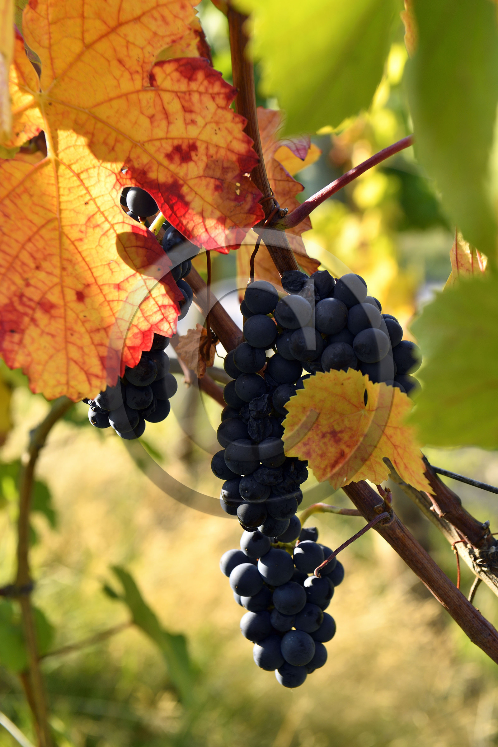 France, Dambach la Ville