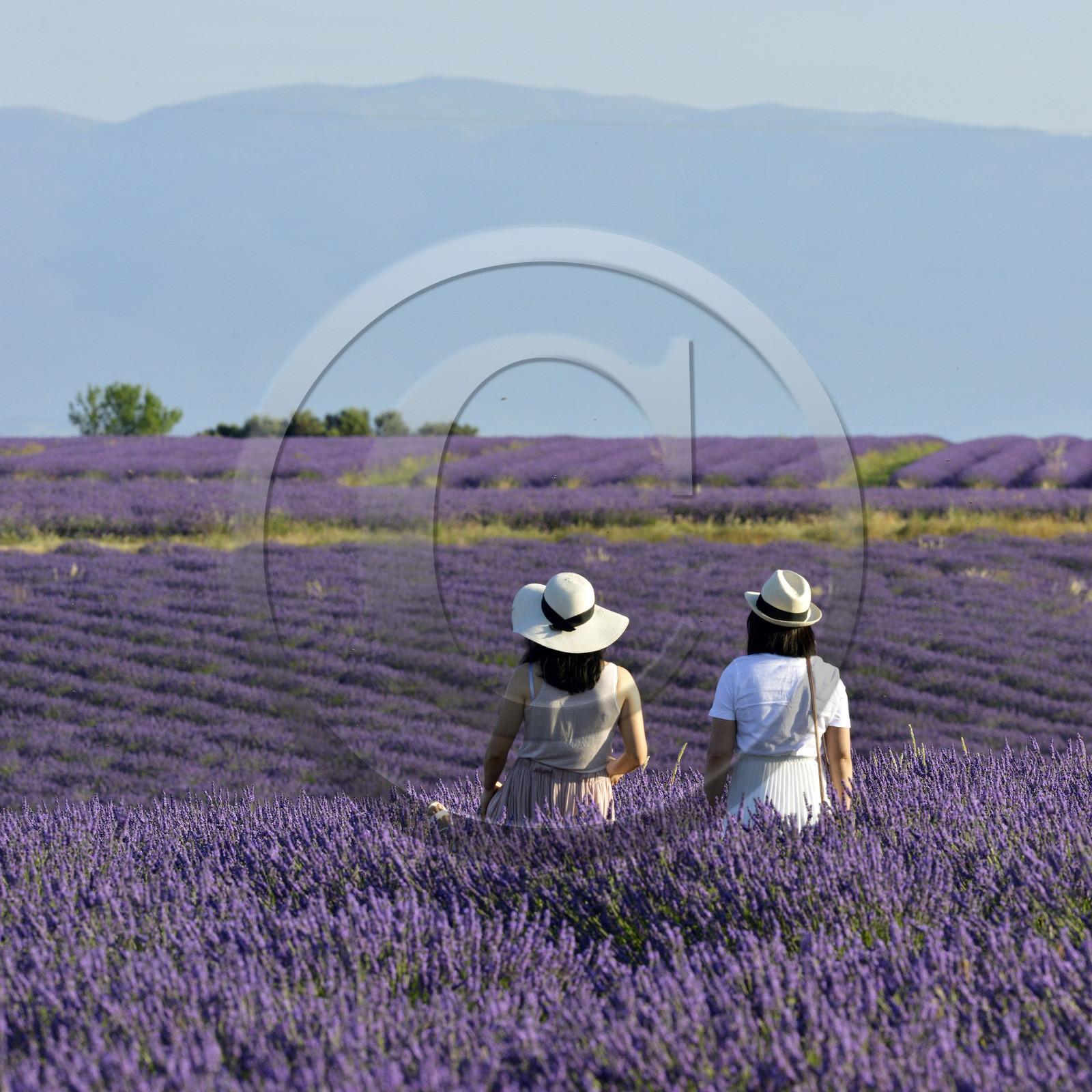 France, Valensole