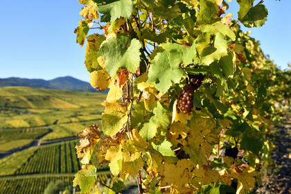 France, Niedermorschwihr