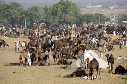 Inde, Pushkar
