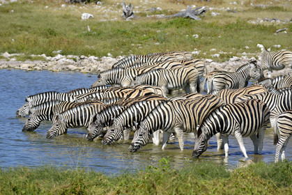 Namibie, Etosha