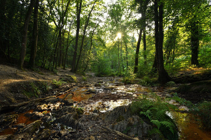 France, Brocéliande