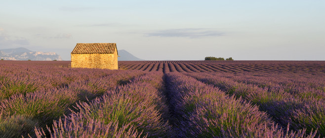 France, Valensole