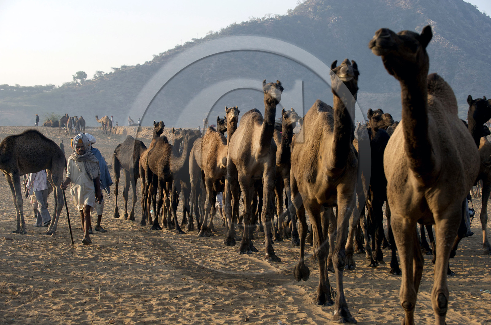 Inde, Pushkar