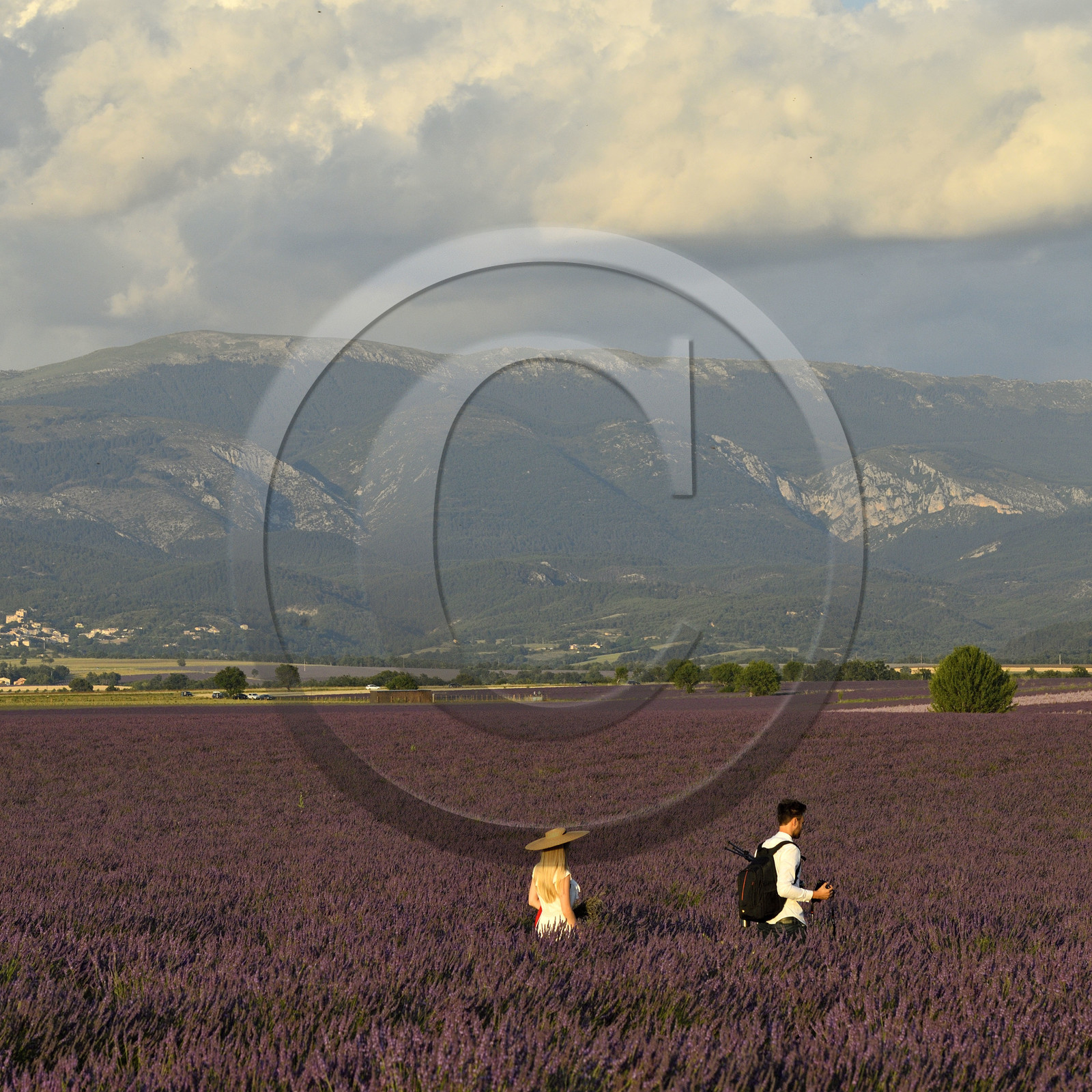 France, Valensole