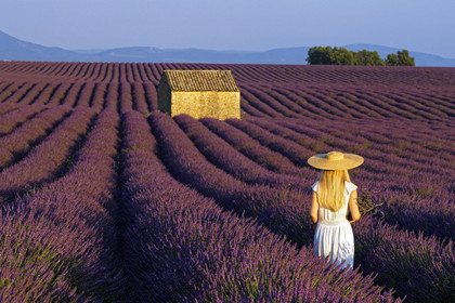 France, Valensole